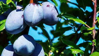 prunes prunes